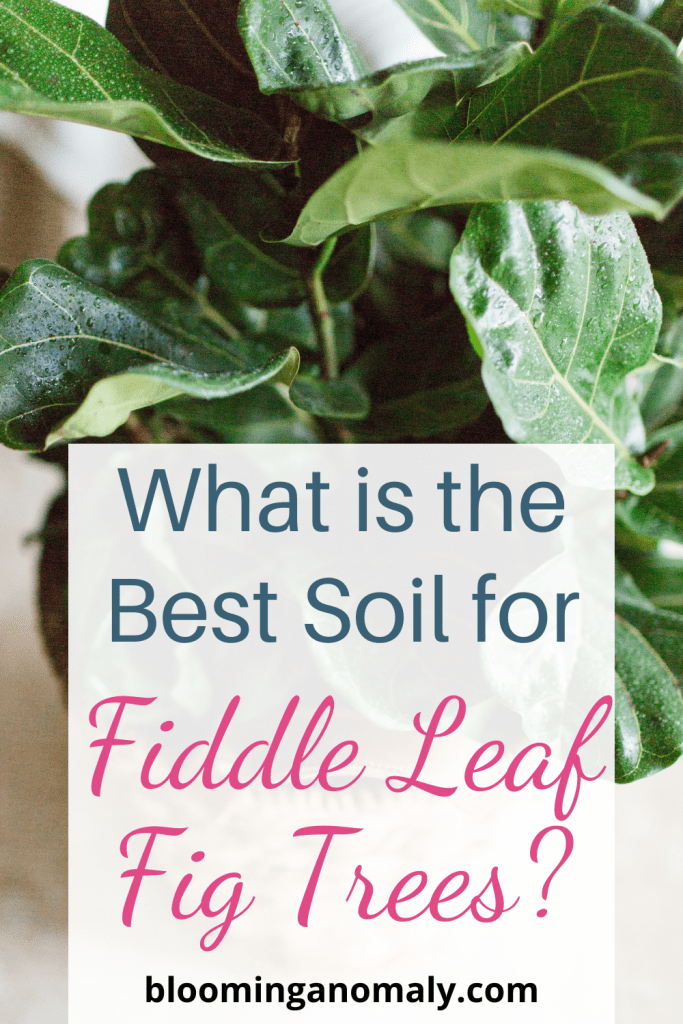 What is the Best Soil for Fiddle Leaf Fig Trees?