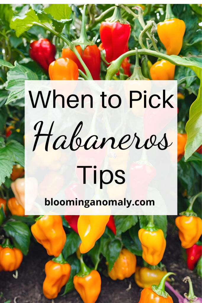 Wonderful When to Pick Habaneros Tips