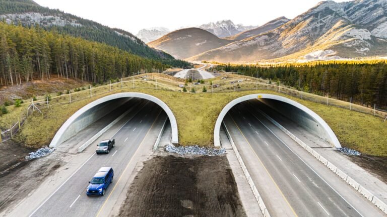 This stunning wildlife overpass helps animals cross one of Canada’s busiest highways