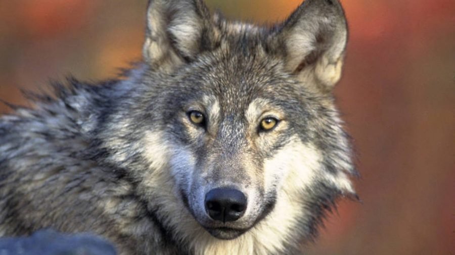 A single gray wolf can cause up to $162,000 in losses for California cattle operations: Research