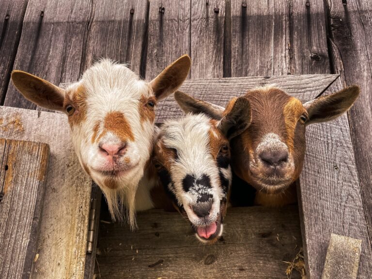 We moved to a farm in rural Maine because we thought homesteading would save us money. It didn't.