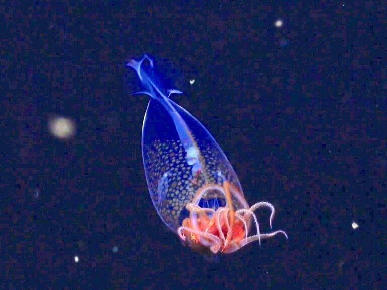 Scientists captured the first-ever footage of a colossal squid in the deep sea after a 100-year search. It's a baby.