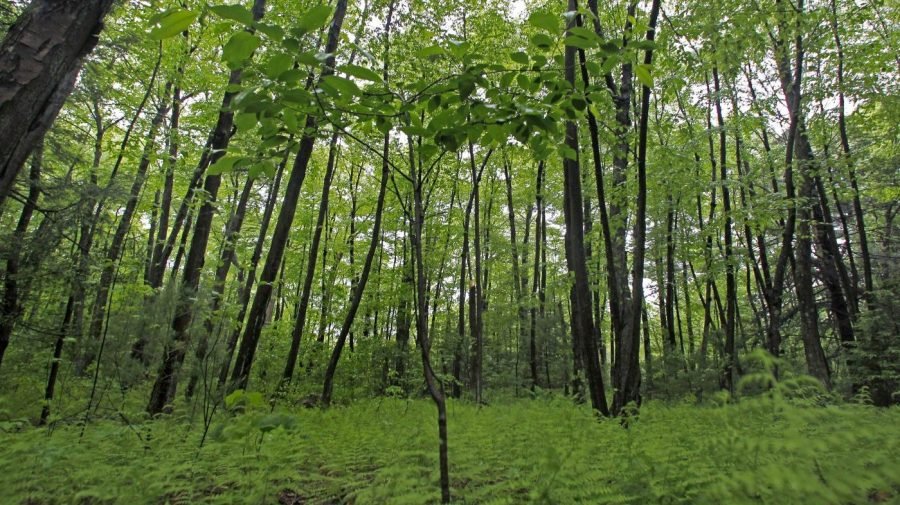 Most Americans believe US not doing enough to protect environment: Survey