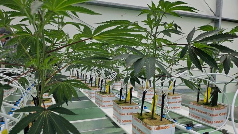 Netherlands expands state-run experiment for legal cannabis sales