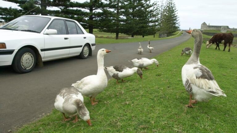 This couple may be the only business owners on Norfolk Island hit by Trump’s tariffs