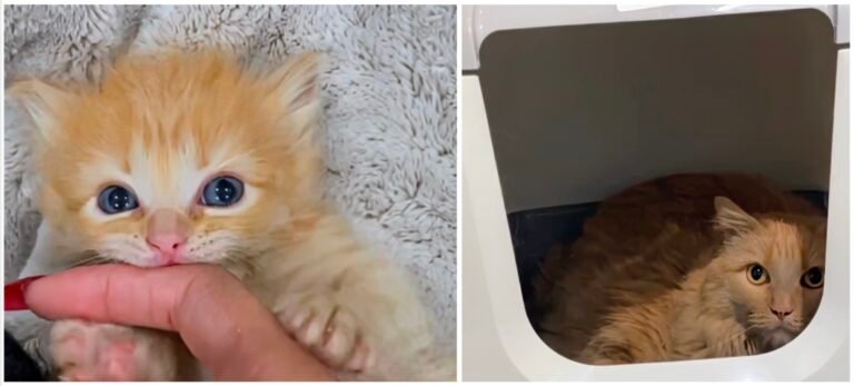 Cat’s Life Saved Twice: Garbanzo Gets a New Lease on Life (with Video)