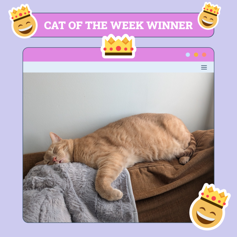 Catster Photo Contest: Cats of the Week Winners (April 24, 2025)