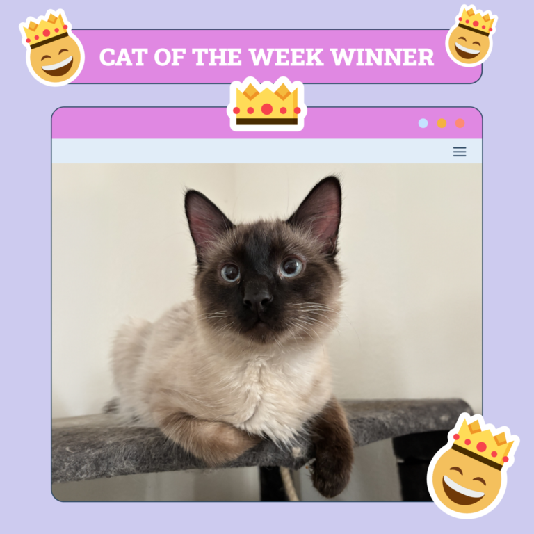 Catster Photo Contest: Cats of the Week Winners (April 10, 2025)