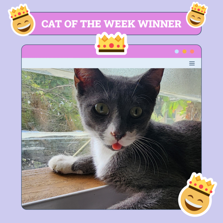 Catster Photo Contest: Cats of the Week Winners (April 3, 2025)