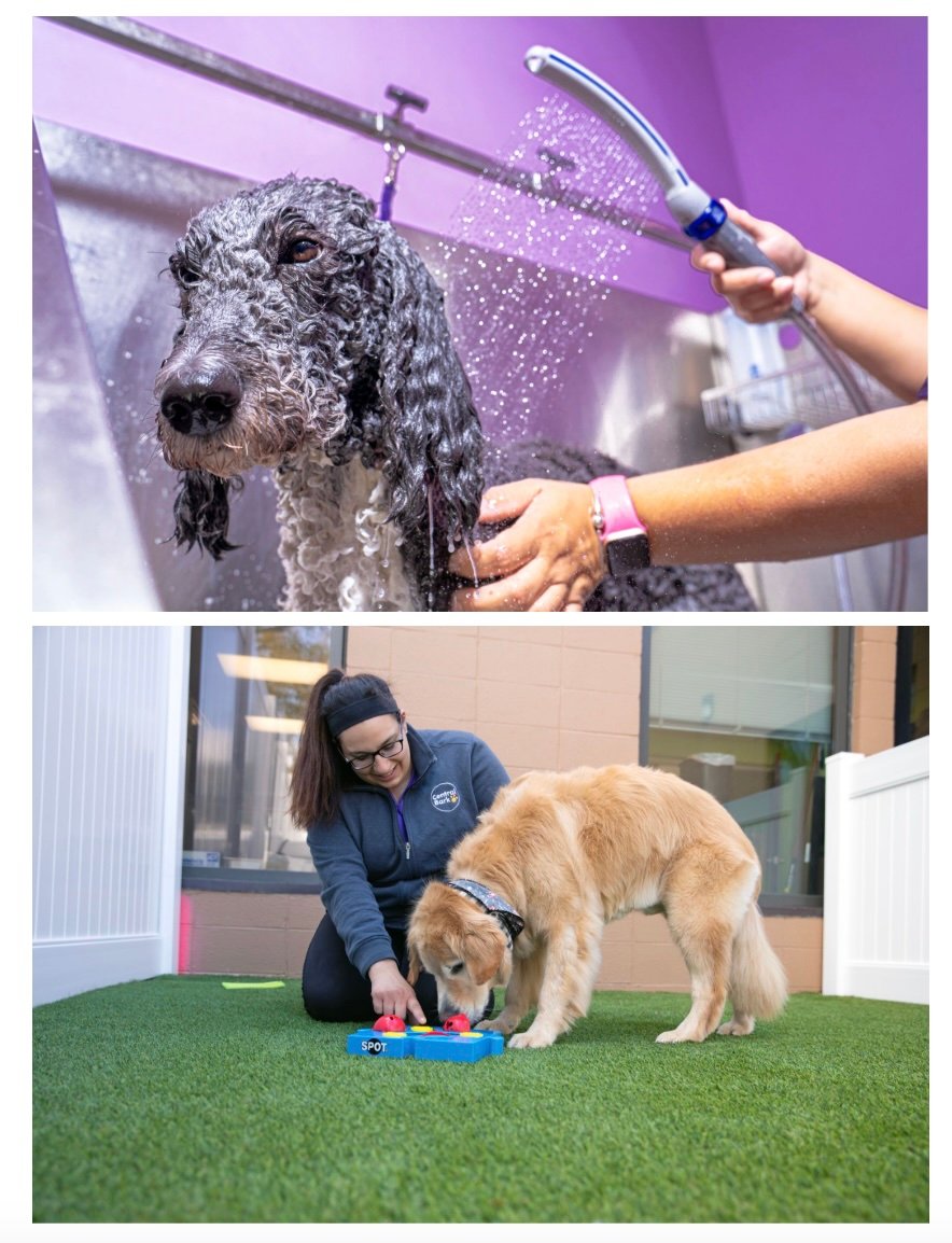 Doggy Day Care Levels Up – A New Generation of Canine Accommodation