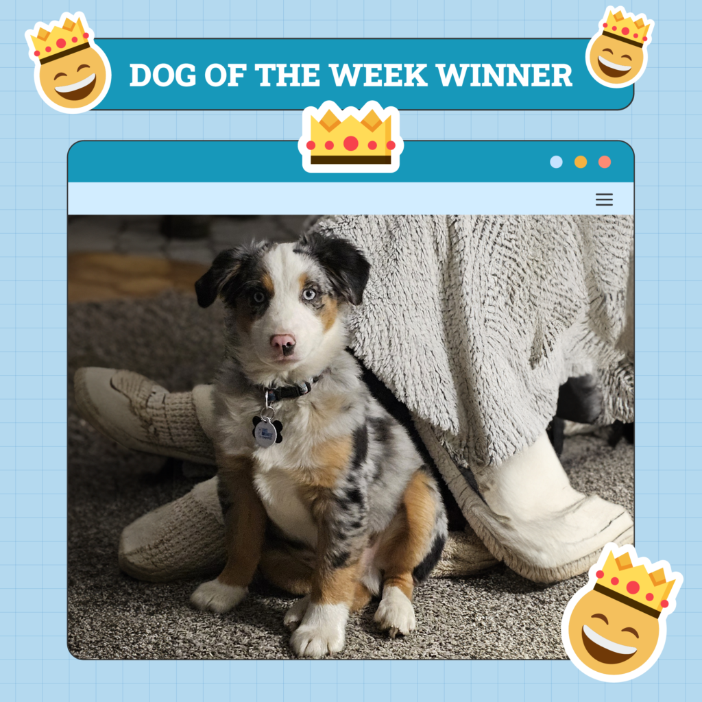 Dogster Photo Contest: Dogs of the Week Winners (April 24, 2025)