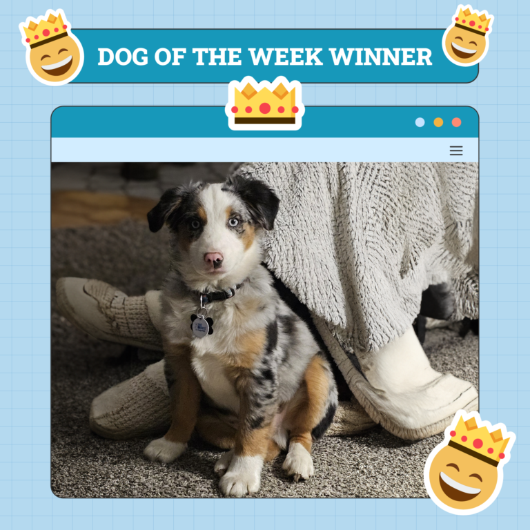 Dogster Photo Contest: Dogs of the Week Winners (April 24, 2025)