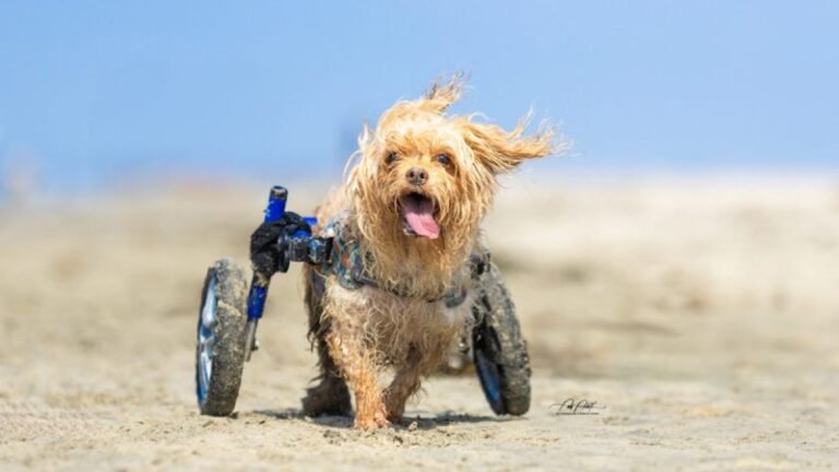 Building the Unstoppable Ranch: Helping Dogs in Need of Rehab & Support