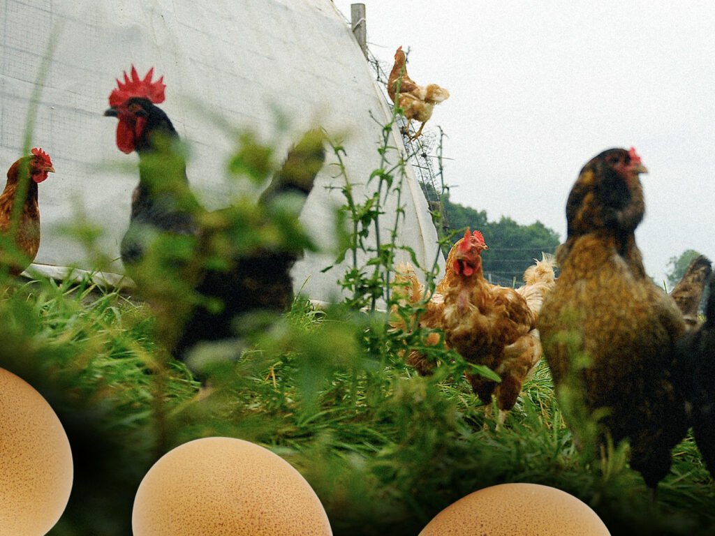 For Small Farmers, the Egg Shortage Has a Surprising Silver Lining