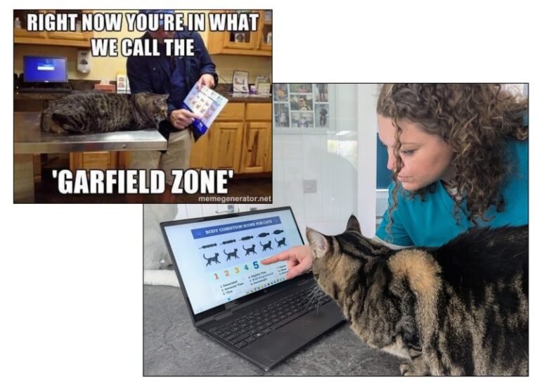The Meme-ing of Life: Dr Karyn’s Cats Recreate Their Favorite Memes
