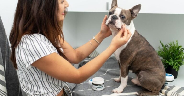 Over 50% Off Antibacterial & Antifungal Wipes for Dogs & Cats on Amazon | Reduces Skin Irritation!