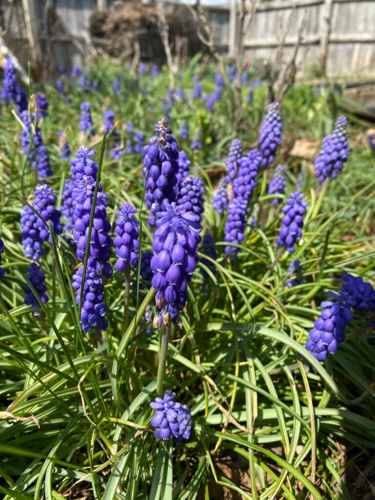The Garden Fairies Discuss Spring Songs