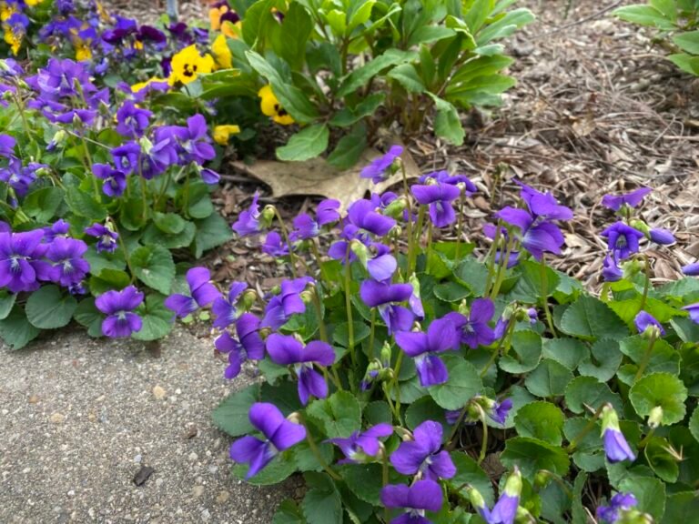 Garden Bloggers’ Bloom Day – April 2025