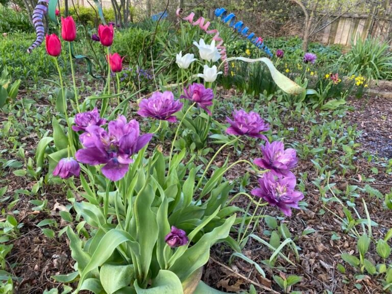 And the Tulips Multiplied
