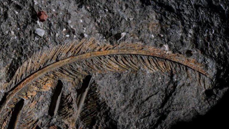 A 30,000-Year-Old Feather Is a First-of-Its-Kind Fossil