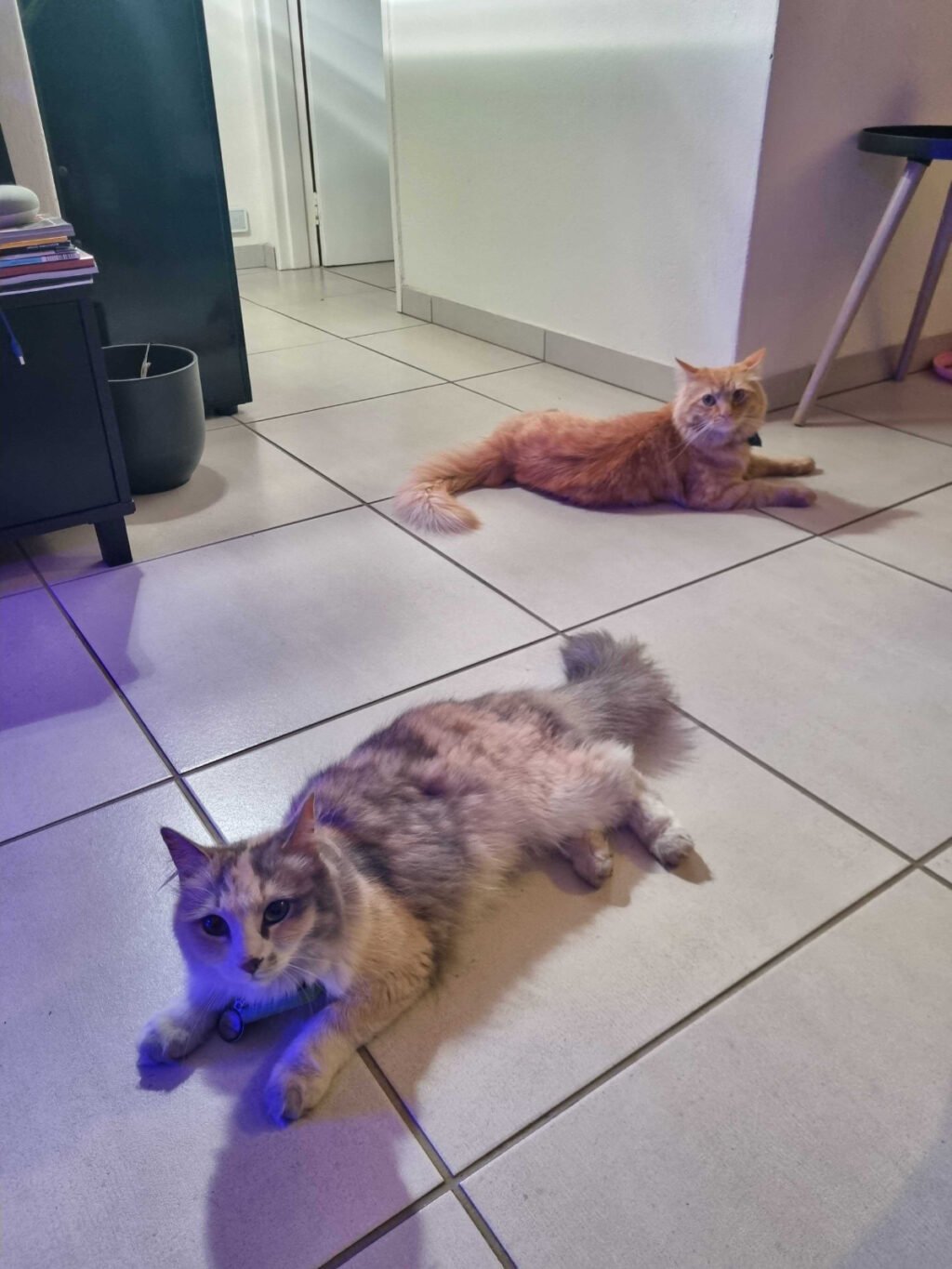 Perfect Kitty Frenemies: Ivy and Her Orange Friend