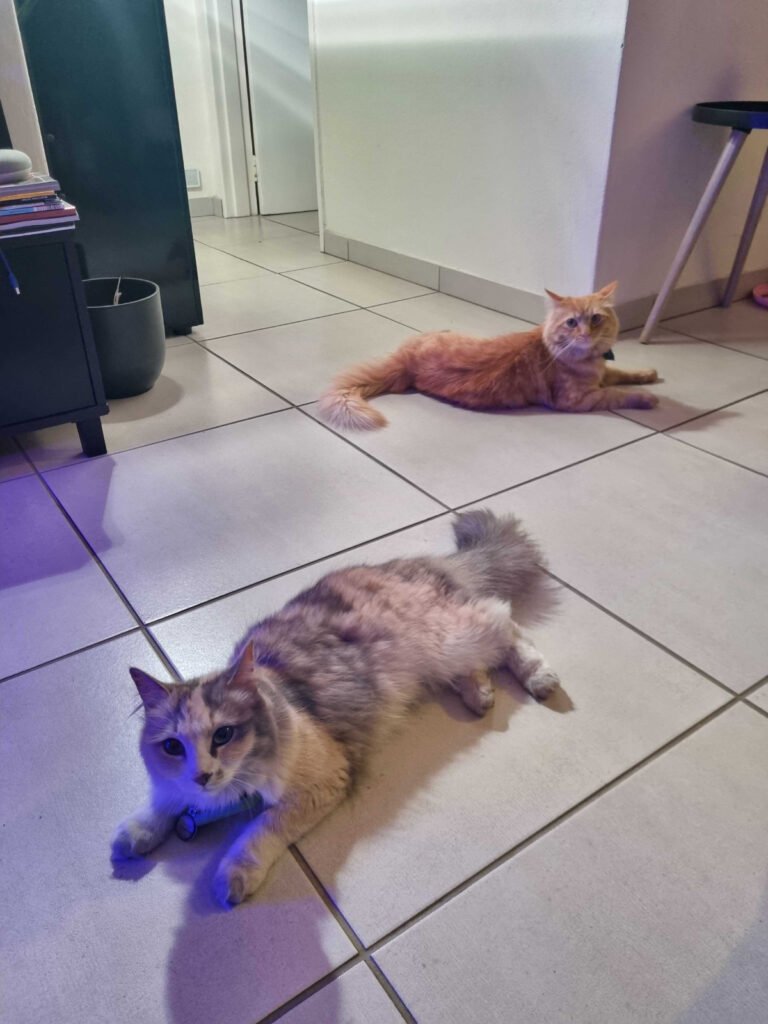Perfect Kitty Frenemies: Ivy and Her Orange Friend