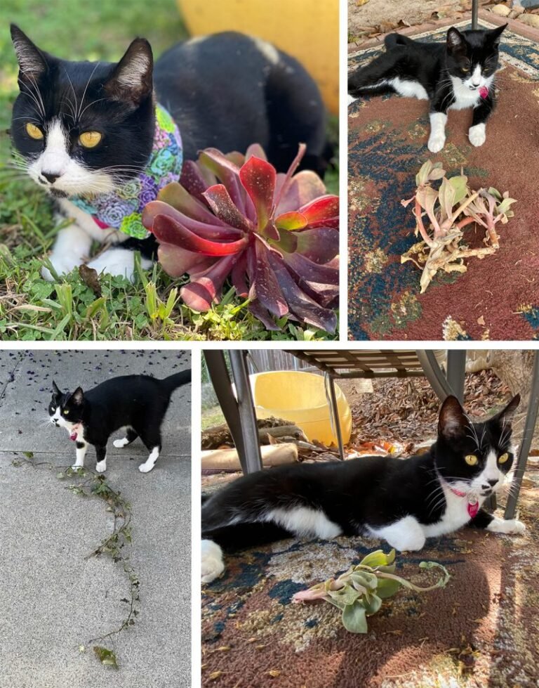 We Need to Talk About Juno – The Curious Case of a Klepto Kitty