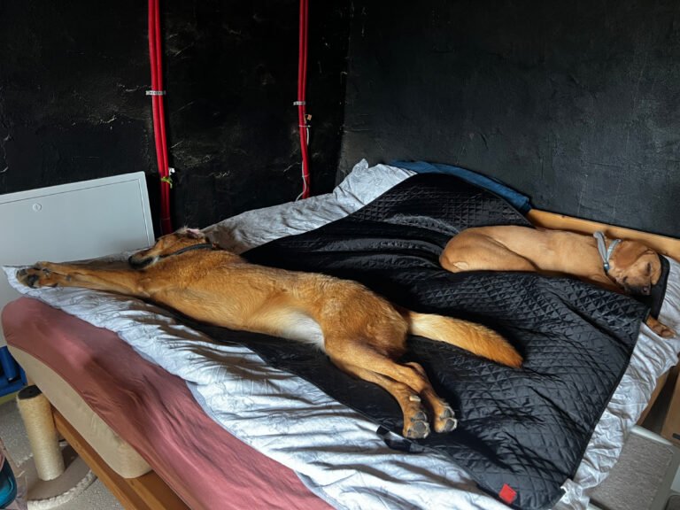 Life Lessons My Dogs Taught Me Without Even Trying