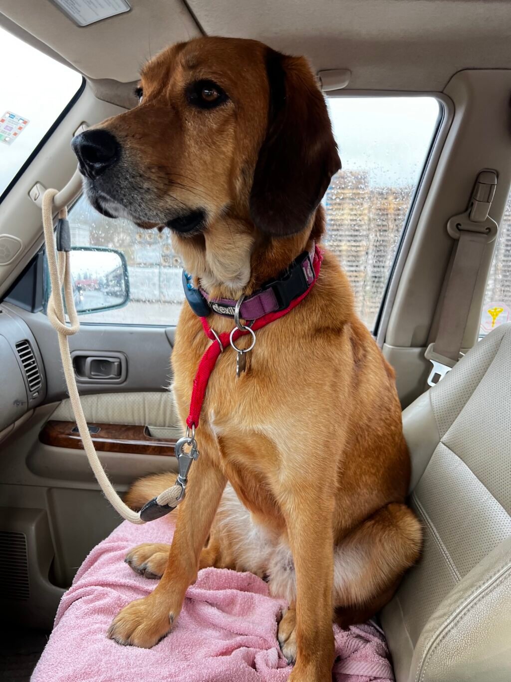 Barkseat Drivers: Lava, Hela and Lajka Battle for the Best Seat