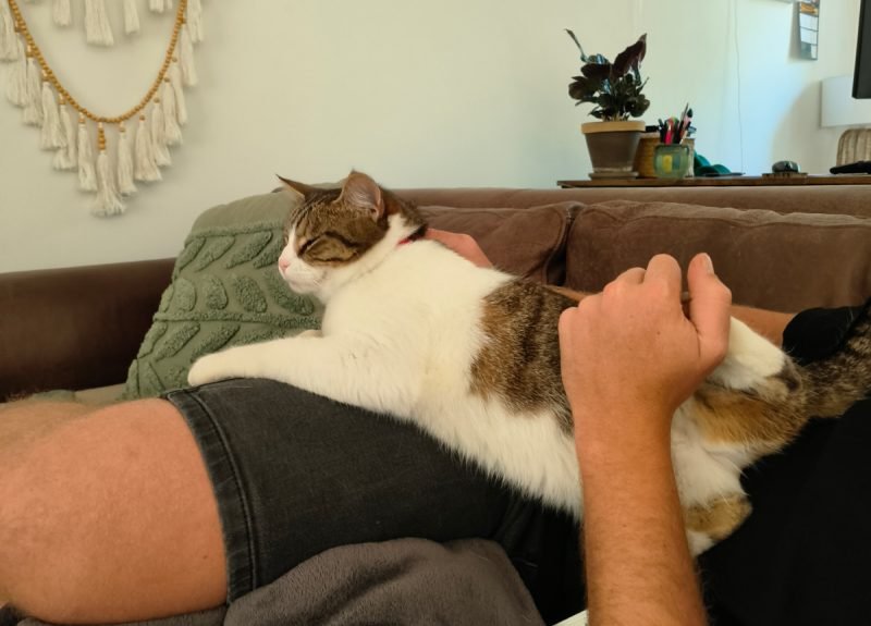 Golf Course Cats: Keeping Up With Milly (Part One)