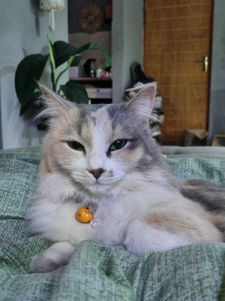 My Cat Thinks I’m Weird: Ivy’s Take on Human Habits
