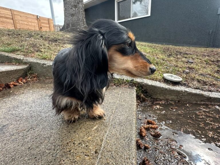 Dachshunds in Spring: Draper and Rue’s Rainy Day Blues