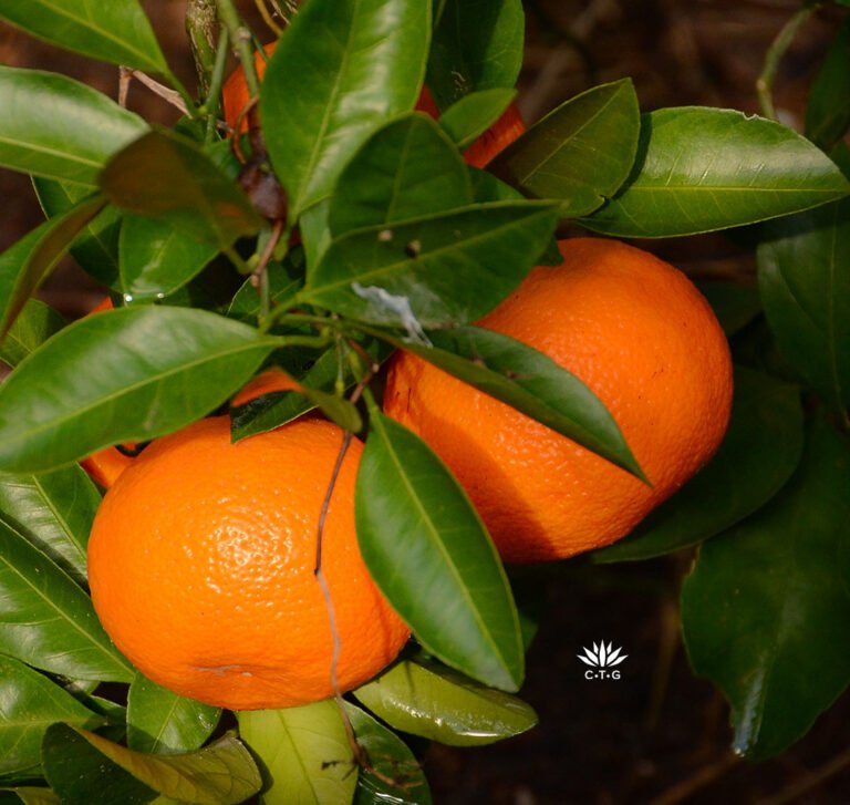 Homegrown Citrus, Summer Vegetables, Cowboy Pool: New Episode