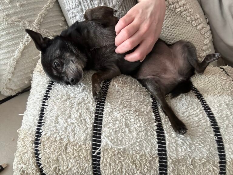 Favorite Sleeping Spots: The Wednesday Dogs of Dogster Catch Some Zs