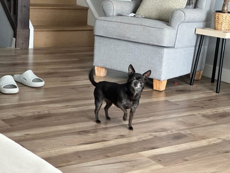 Guard Dog in Disguise: A Chihuahua’s Tale of Defense