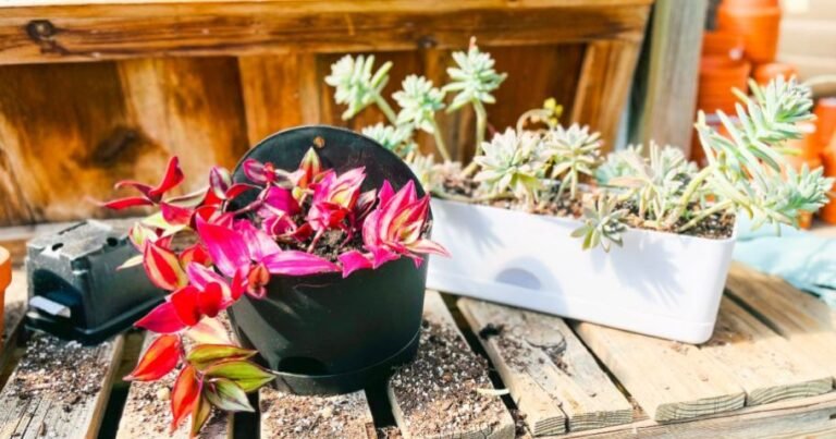 Team-Fave Target Self-Watering Planters from $2!