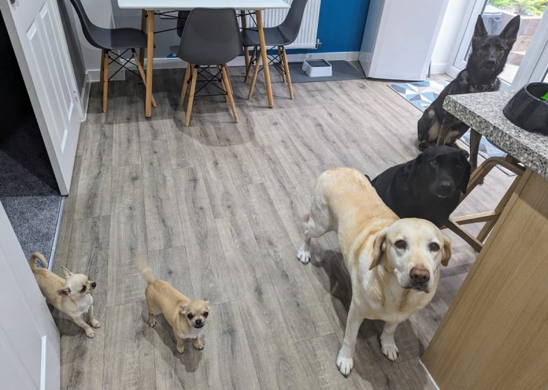 Don’t Be a Slave to Doggy Mealtimes: Why Flexible Routines Can Work