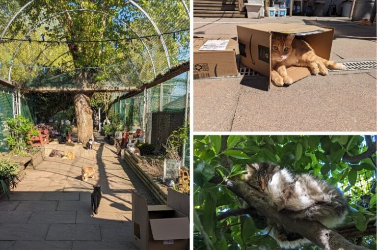 RAPS Cat Sanctuary – A Forever Home For the Cats No One Wanted (with Video)