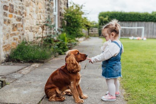 Are Dogs Replacing Children?