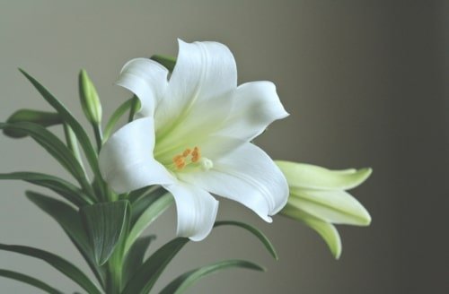 What Did John Believe? – John 20:8-9