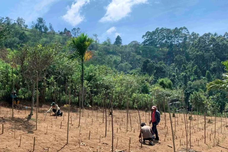 Earth Day idea: hug a reforestation project