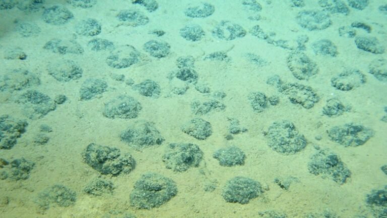 Trump Moves to Allow Seabed Mining in International Waters
