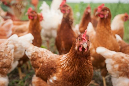 Bird Flu: What To Know, Do, & Think About The New Virus On The Block