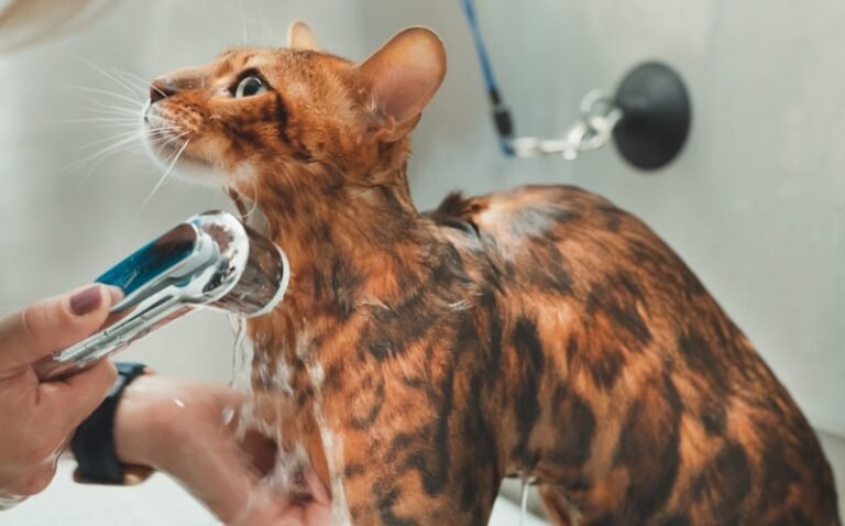 10 Best Cat Shampoos for Odor Control in 2025 – Reviews & Top Picks
