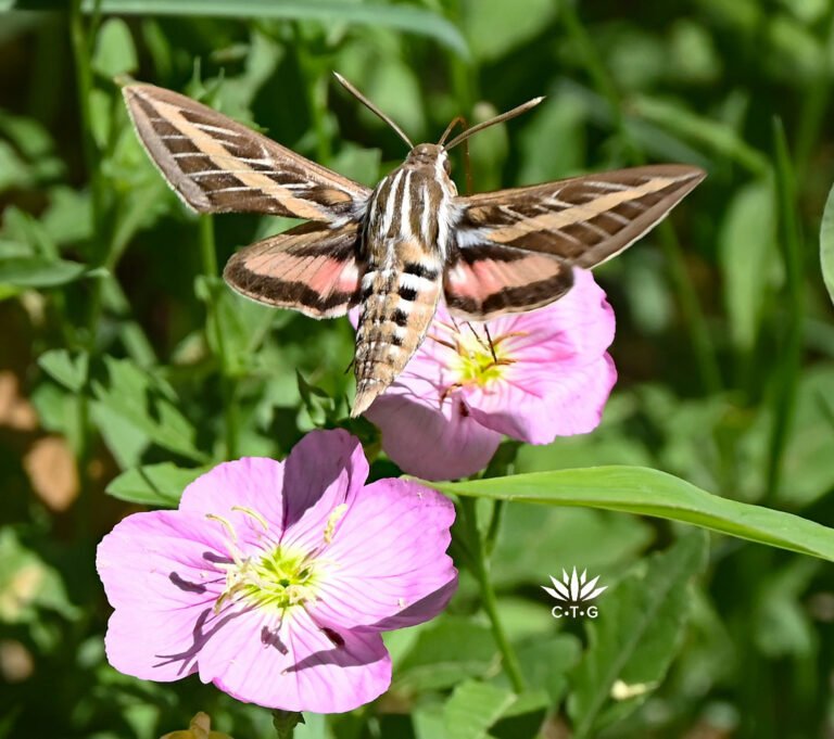Pollinator and Plant Partnership