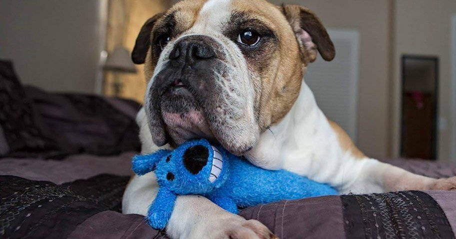 Amazon’s Annual Pet Day Event is Coming May 13th (It’s Basically Prime Day for Pets!)
