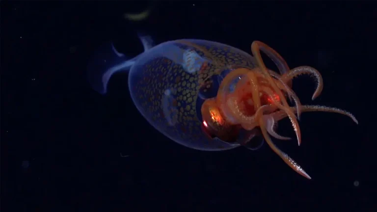 Researchers catch a colossal squid on camera for the first time in the deep sea