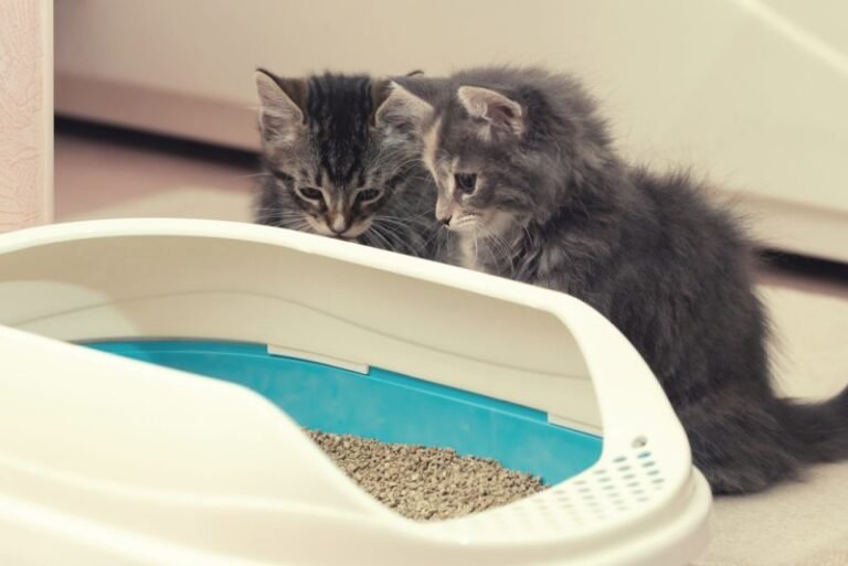 Scented No More: Dr Elsey’s Cat Litter Makes a Sensible Switch