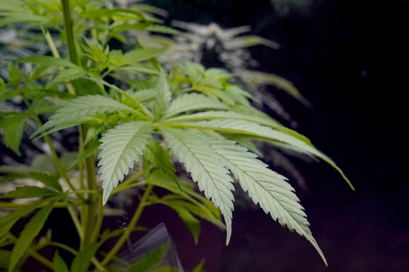 California task force seizes $123.5 million in illegal cannabis