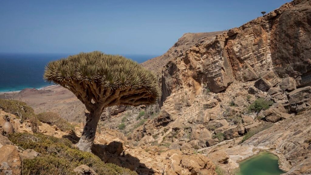These trees exist in only one place on Earth. Now climate change and goats threaten their survival